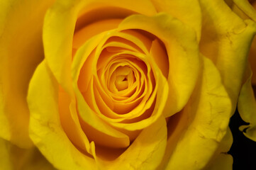 Close-up of a yellow rose bud on a blurred background. Love, Valentine's Day