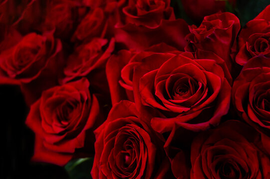 Close-up of dark red roses on a dark blurred background. Love, Valentine's Day