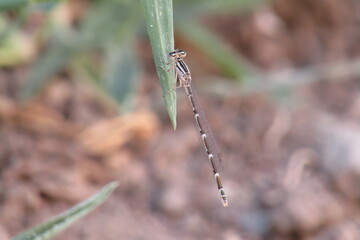 to catch a dragonfly
