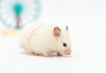 White hamster with pink paws and black eyes