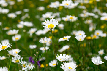 Selective focus view of daisy standing higher than the rest of the surrounding flowers during summertime