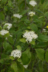 Ninebark trees in the spring .Flowering ninebark shrub close up.
