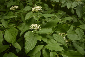 Ninebark trees in the spring .Flowering ninebark shrub close up.