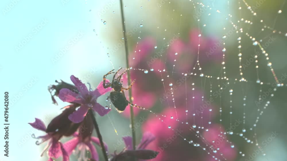 Poster spider on web with dew in summer meadow. creative. wild spider on web after rain in summer meadow. s
