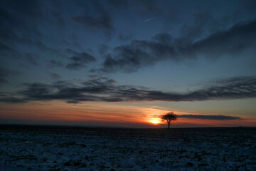 Samotne drzewo o zachodzie słońca. Lubelszczyzna.