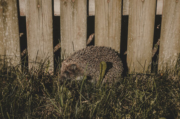 Hedgehog on the grass