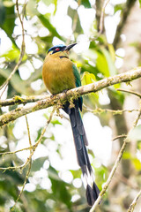 Amazonian Motmot