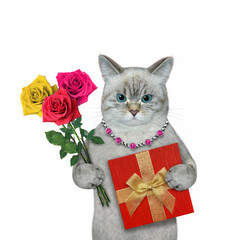 An ashen cat with a bouquet of roses and a red gift box. White background. Isolated.