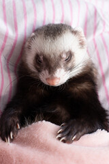 Fototapeta na wymiar The ferret sleeps on the bed