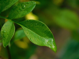 Green lemon tree leaves with rain drops.