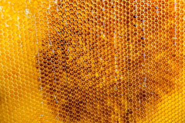 Honeycomb from bee hive filled with golden honey