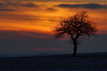Samotne drzewo na zimowych polach o zachodzie słońca.
