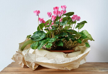 Cyclamen, Cyclamen persicum, flowering potted plant wrapped with recycled paper