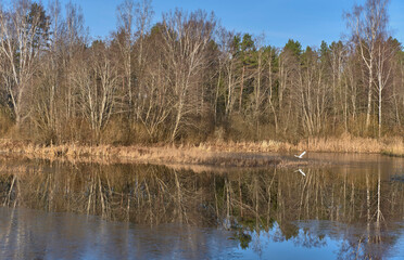 Late autumn countryside landscape with thin crust of ice on water surface of lake and heron bird flying up.