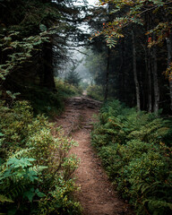 Pfad im dunklen Wald mit mystischem Dunst