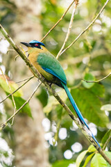 Amazonian Motmot