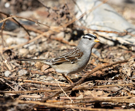 Sparrow, White Crowned Sparrow, Bird