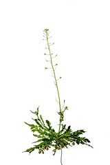 Shepherd's purse (Capsella bursa-pastoris) isolated on white