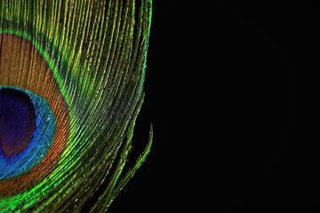 Obraz premium Beautiful bright peacock feather on black background, closeup. Space for text