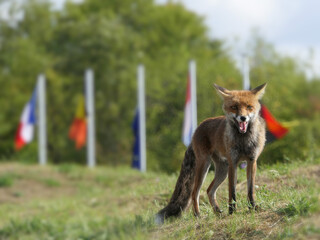Fox (Fort Vaux, France)