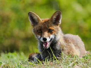 Fox (Fort Vaux, France)