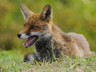 Fox (Fort Vaux, France)