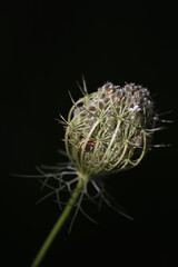 wild carrot flower