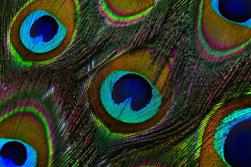  Beautiful bright peacock feathers as background, closeup © New Africa