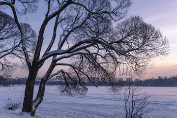 Fototapeta na wymiar Scenic tree in the snow at sunset