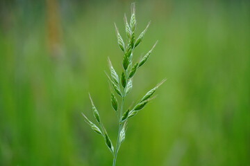 Zdjęcie makro kłosa trawy © Damian