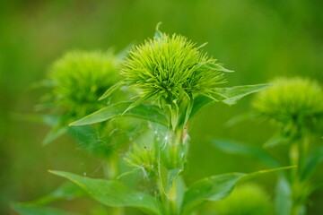 Zdjęcie makro zielonego kwiata