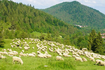 Stado owiec w górach na wypasie
