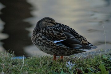 Duck near the water