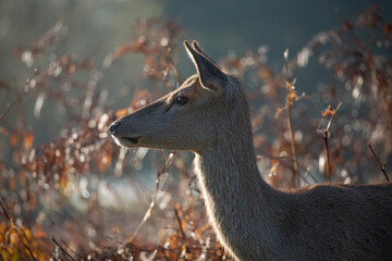 Red deer in an autumn setting.