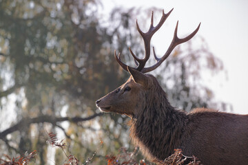 Red Deer stag (Cervus elaphus) in the forest