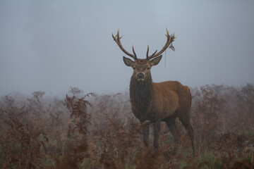 Red deer stag in the fog on a misty morning, moss hanging from his antlers