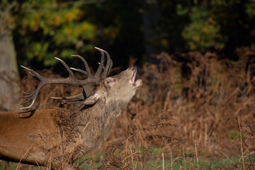 Red deer stag roaring during rutting season in autumn, UK