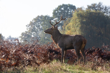 Red deer stag standing in a wildlife park