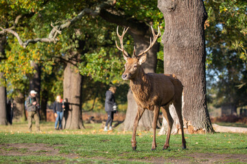 Naklejka na ściany i meble Red deer stag with wildlife photographers behind trees
