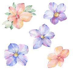 Botanical set of watercolor flowers. Drawn flowers isolated on white background. Delicate flower isolates.