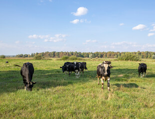 Cows on a green field grazing on a farmer's green grass. beautiful landscape with cows in the summer field.