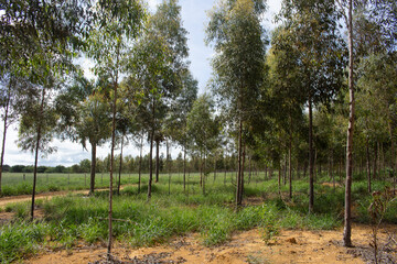 Obraz premium eucalyptus field with large green pasture in the background