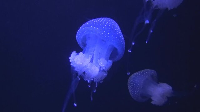 Movement in the water of bright jellyfish, jellyfish glow in the water, jellyfish in ultraviolet, jellyfish move in the water column, scuba diving, snorkeling, aquarium, fish glow, a variety of underw