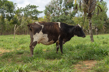 Holstein cow in green pasture