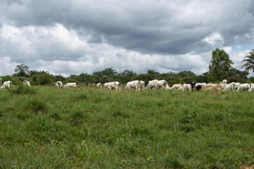 Obraz premium .oxen and cows grazing in a green pasture on a cloudy day