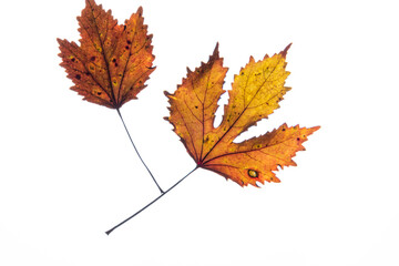 Fototapeta premium variegated foliages on the white background