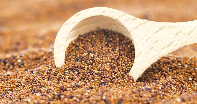 Brown Raw Canihua in Wooden Spoon Close Up, South American Grain. Healthy and Gluten Free Food Concept Background. Organic Superfood Chenopodium Pallidicaule as Goosefoot Quinoa