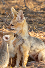 Cape Fox with pup in the Kgalagadi