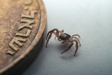A tiny spider next to an Israeli coin