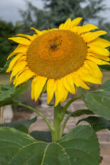 Close up of a sunflower head